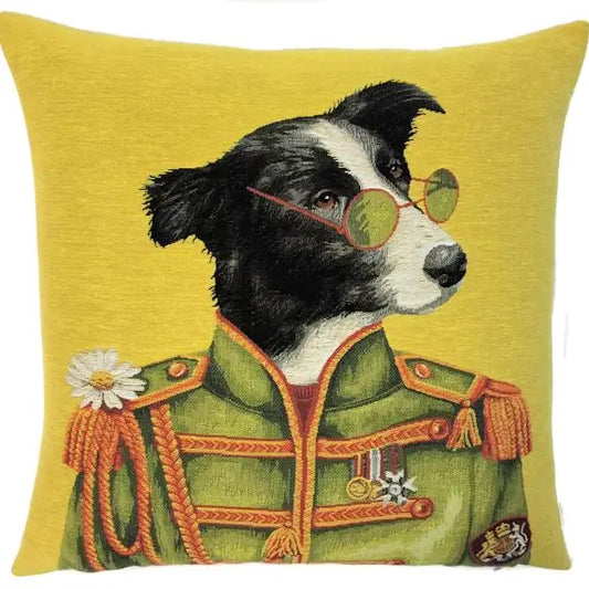 Border Collie med Briller